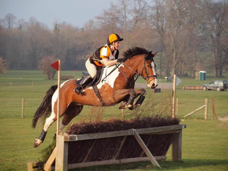 horseoly.webp