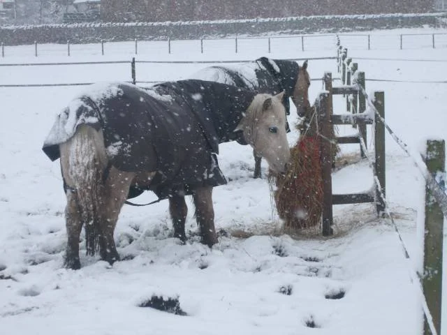 Horses640.webp