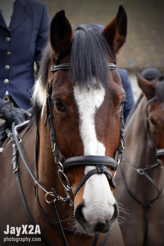 HorseTwitter_zps4d4e7e54.webp