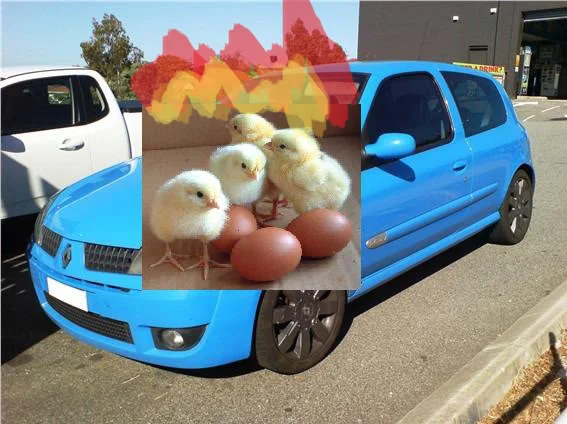 hot182chicks.webp