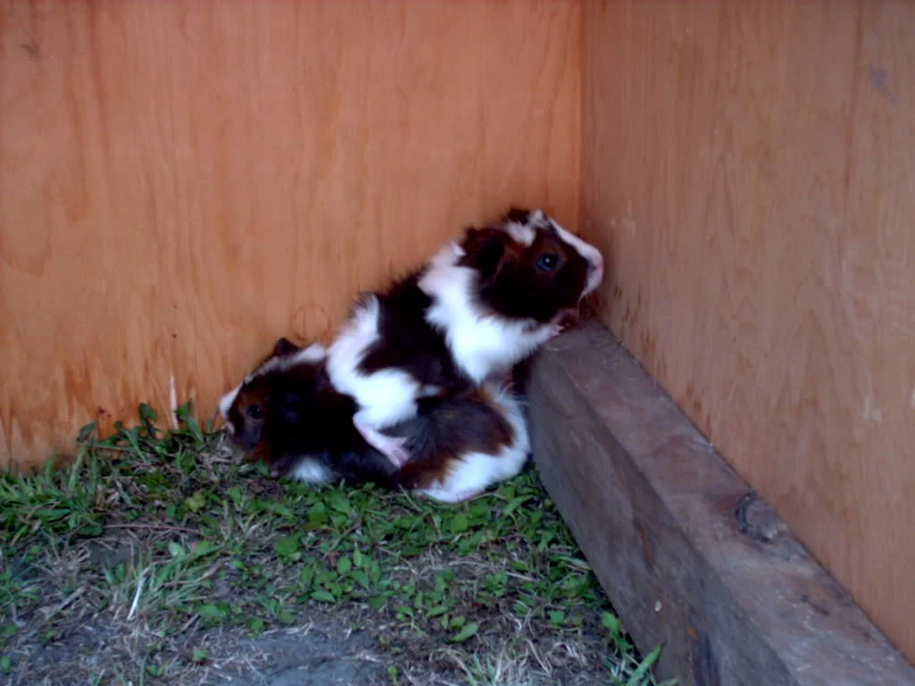 Hutch9.webp