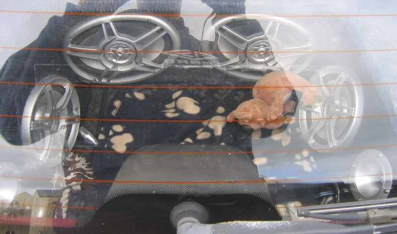 Hybridminiredpug6.webp