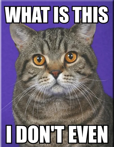 i_dont_even_cat.webp