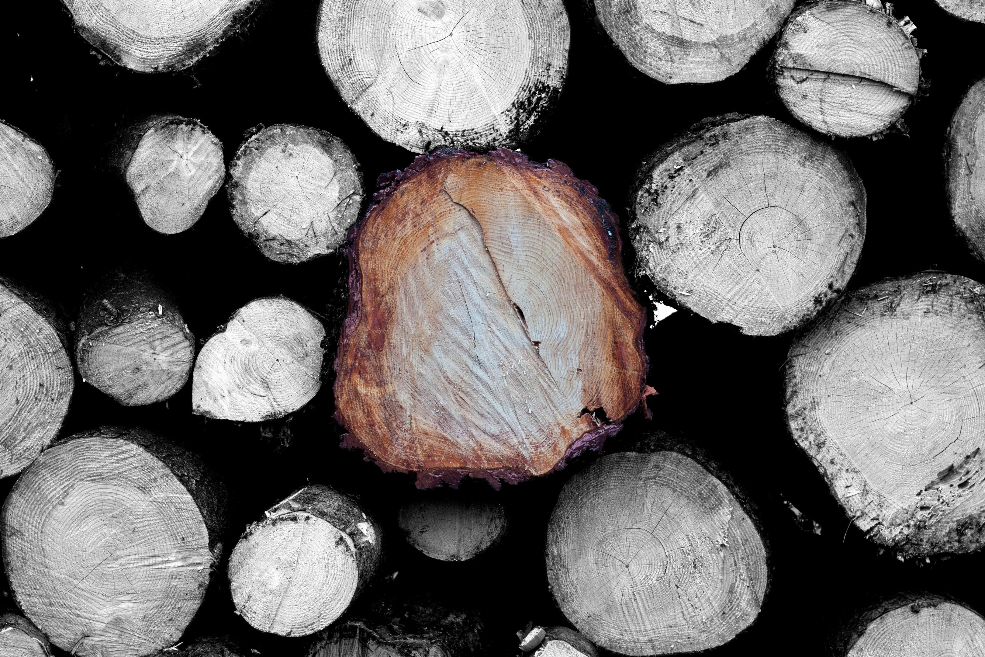 I'm  the Biggest.jpg