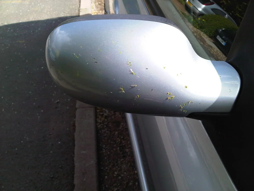 IMG00106-20100515-1606.webp