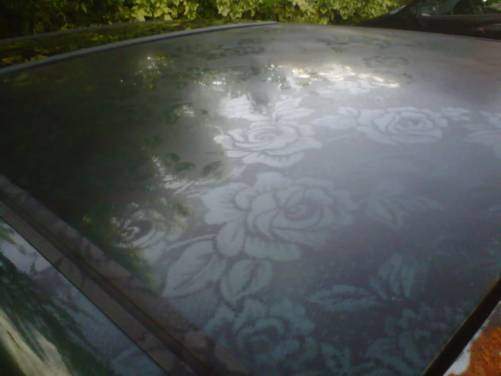 IMG00203-20110708-1853.webp