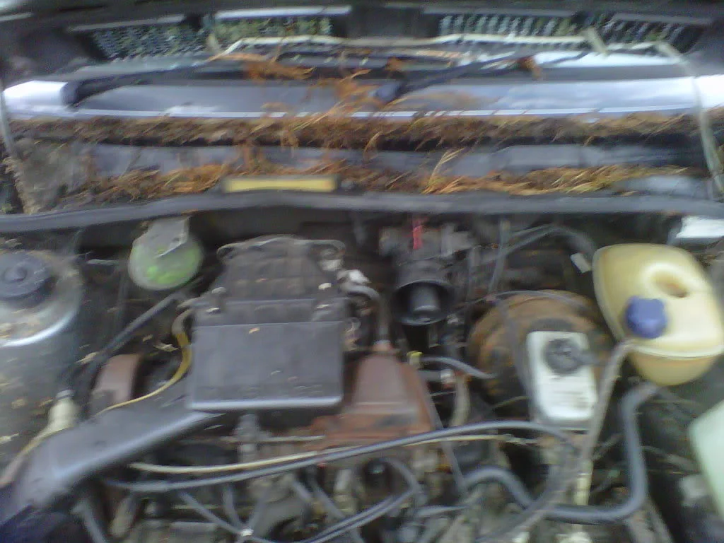 IMG01063-20120210-1107.webp