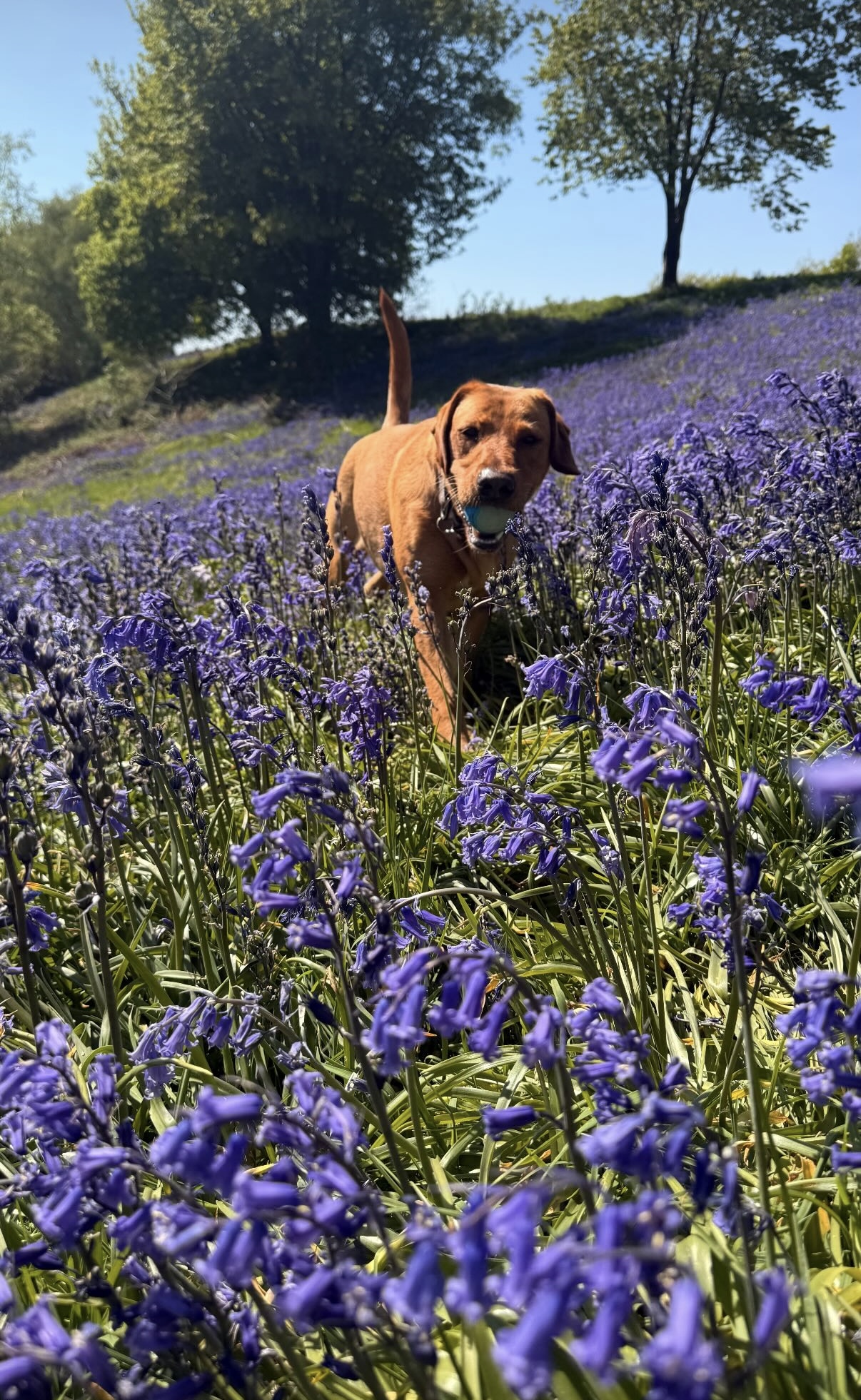 IMG_0198.jpeg