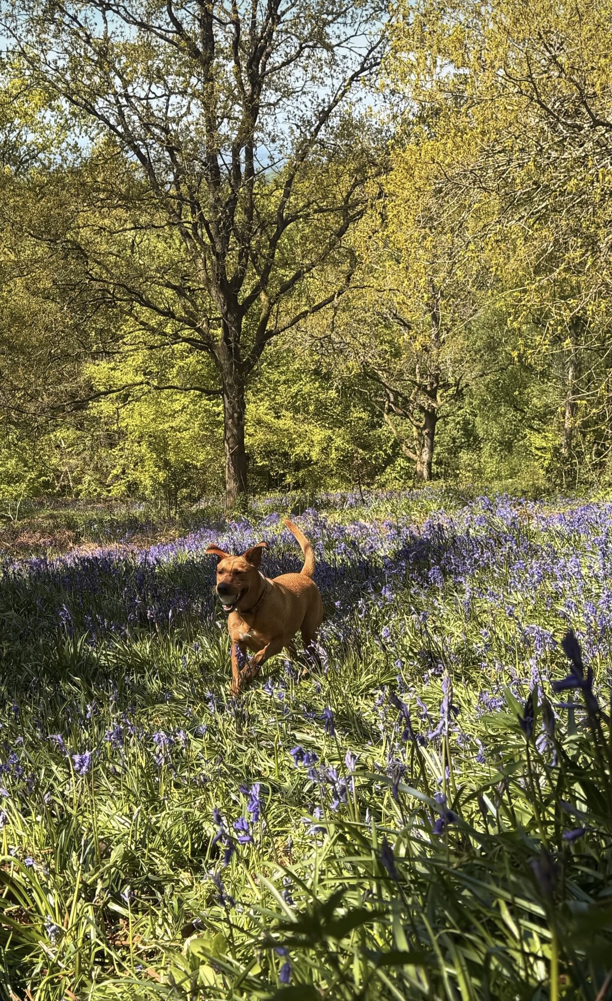 IMG_0199.jpeg