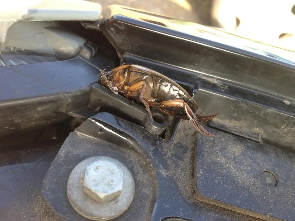 IMG_1286_zpsaeea3ae9.webp