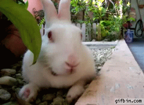 IMG_2482.GIF