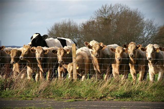 IMG_5527-PSLarge.jpg IMG_5527-PSLarge.jpg