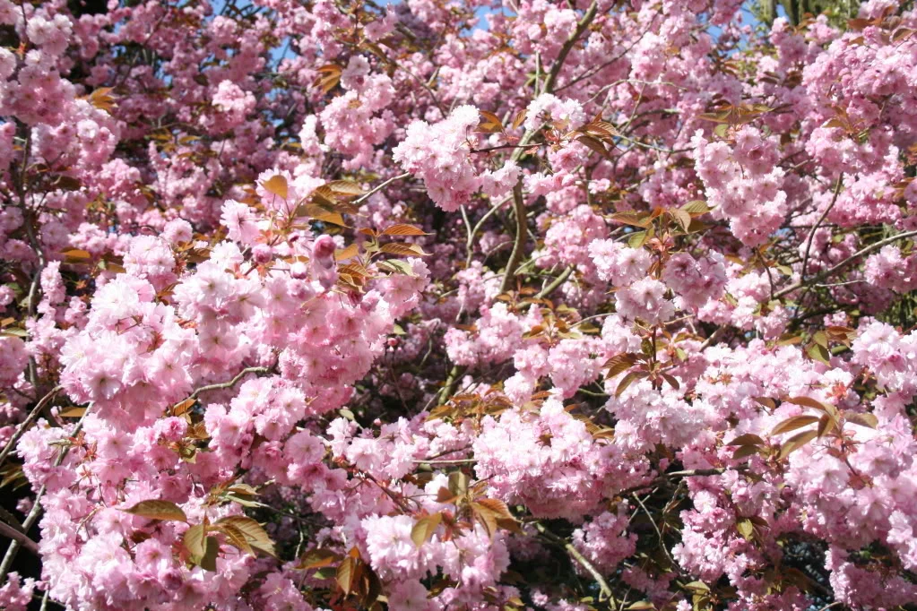 IMG_5635.webp