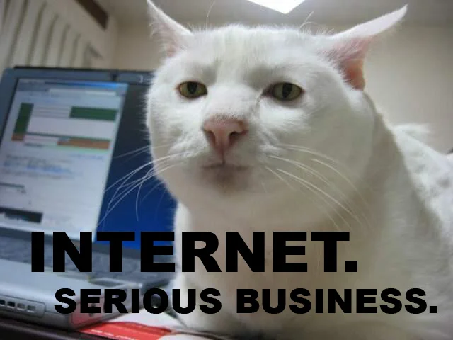 internet-serious-business-cat.webp