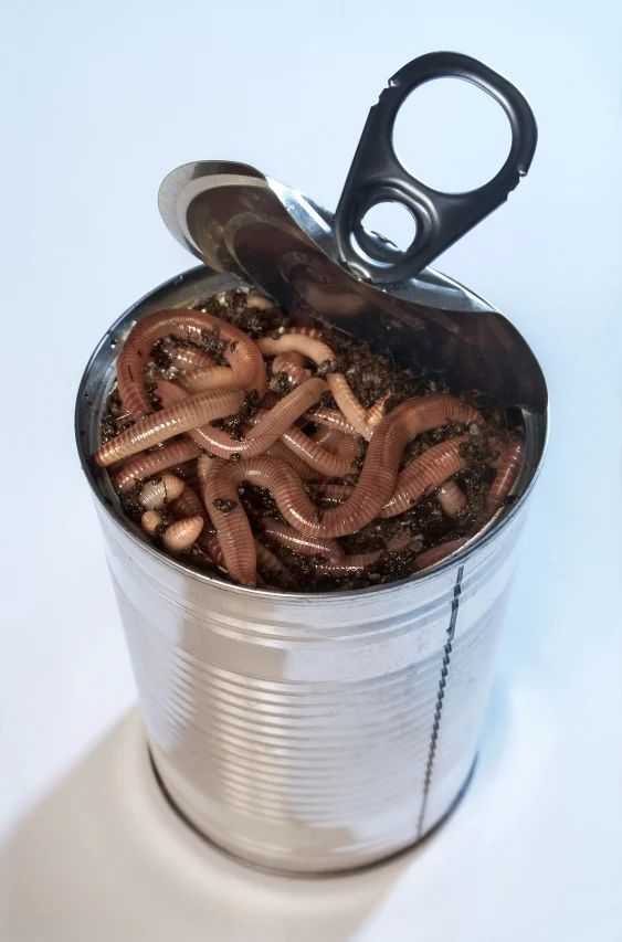 istock_can-of-worms.webp