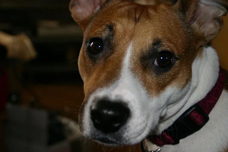 Jess.webp