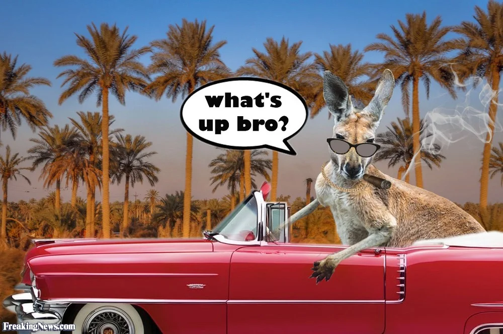 Kangaroo-Driving-a-Car-116879.webp