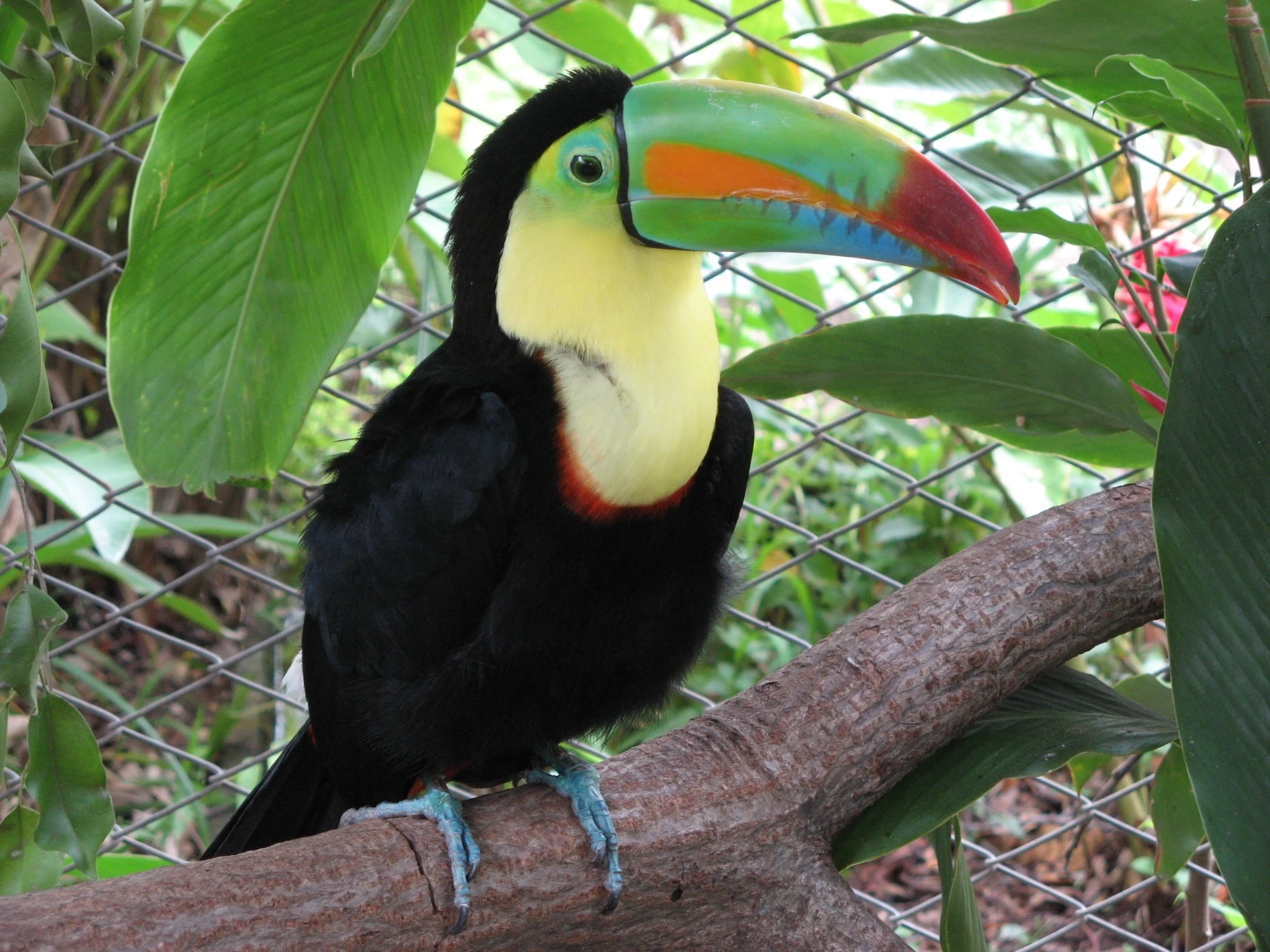 Keel-billed_toucan,_costa_rica.webp
