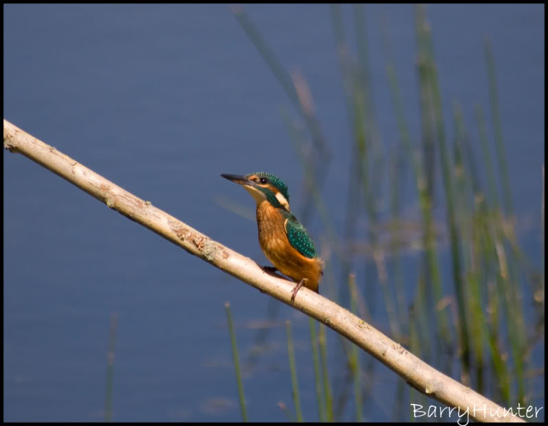 KingFisher-1.jpg