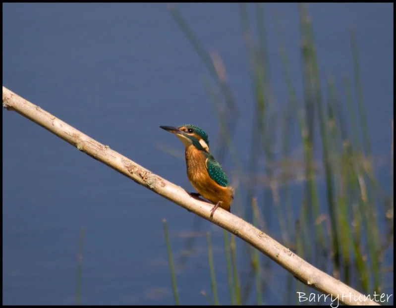 KingFisher-1.webp