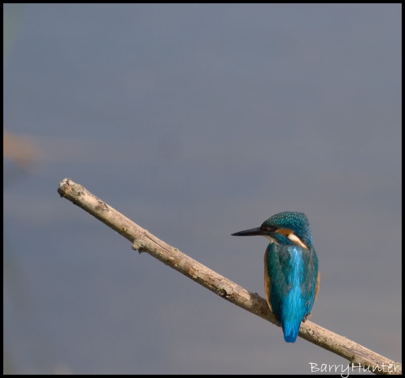 Kingfisher-artistic.jpg