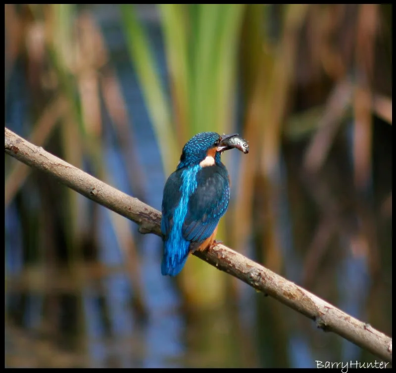 Kingfisher-blooper-1.webp