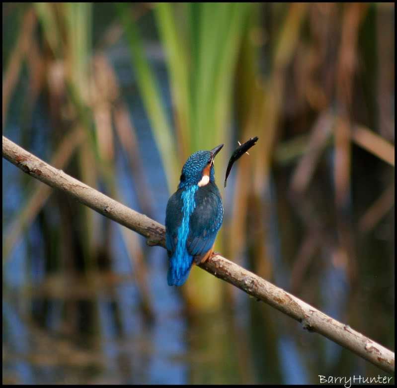 Kingfisher-blooper-2.jpg