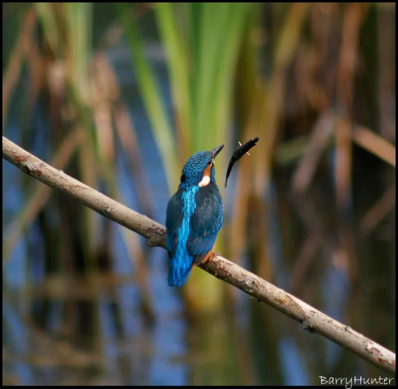 Kingfisher-blooper-2.webp