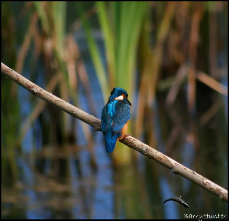 Kingfisher-blooper-3.webp