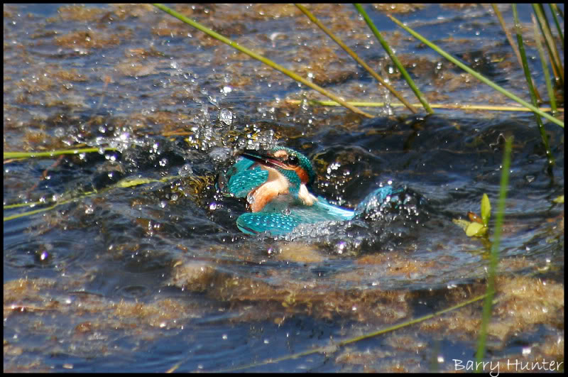 Kingfisher-bursting-out-of-the-wate.jpg