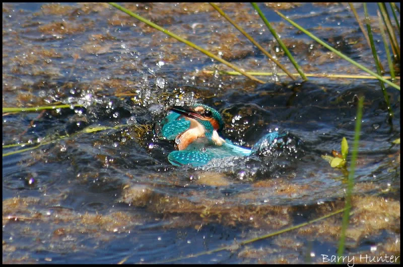 Kingfisher-bursting-out-of-the-wate.webp