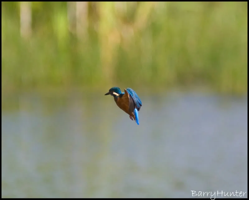 Kingfisher-hovering.webp