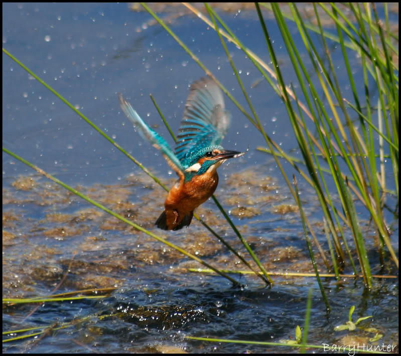 Kingfisher-in-flight.jpg