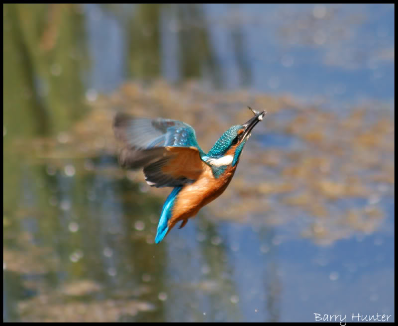 Kingfisher-in-flight-with-lunch.jpg