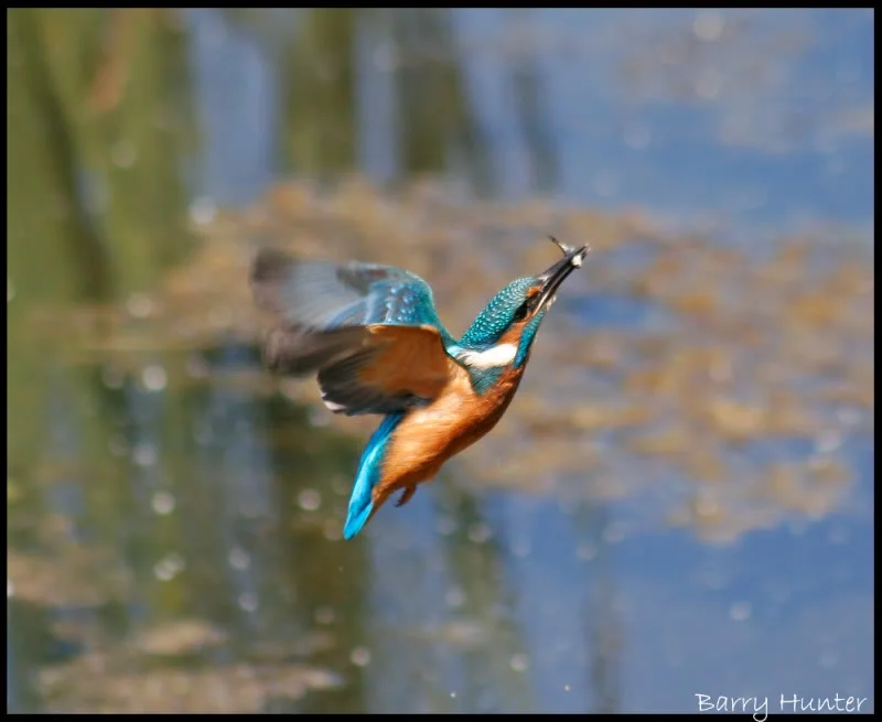 Kingfisher-in-flight-with-lunch.webp