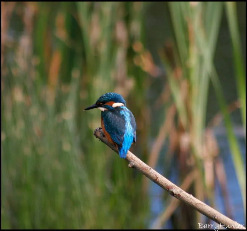 Kingfisher-posing.webp