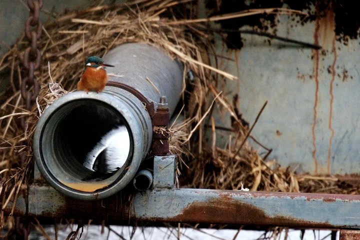 kingfisher.webp