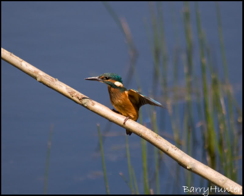 Kingfisher-Wing-up.jpg