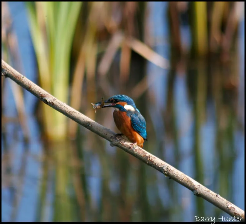 Kingfisher-with-another-fish.webp