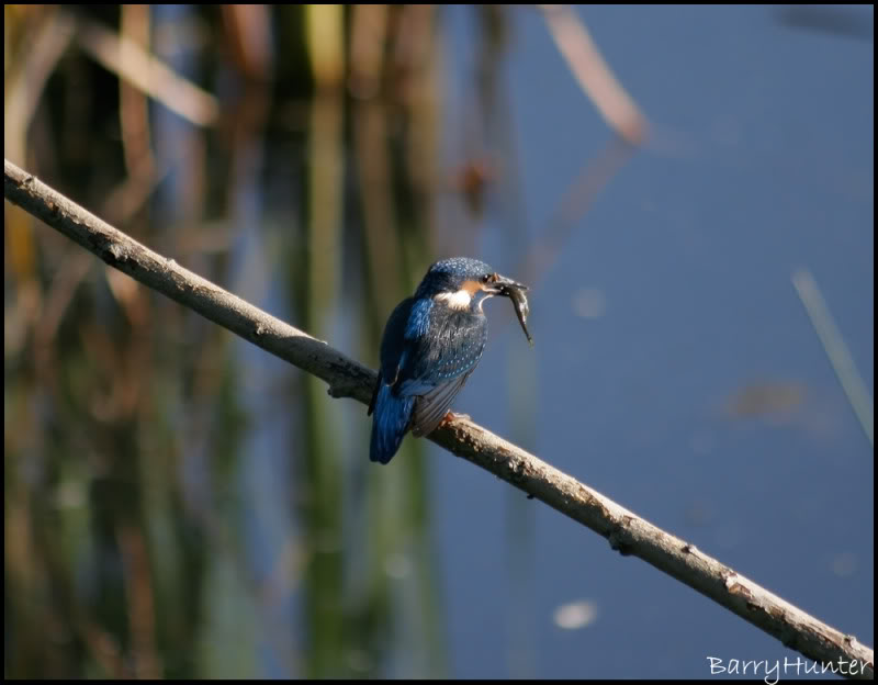 Kingfisher-with-fish.jpg