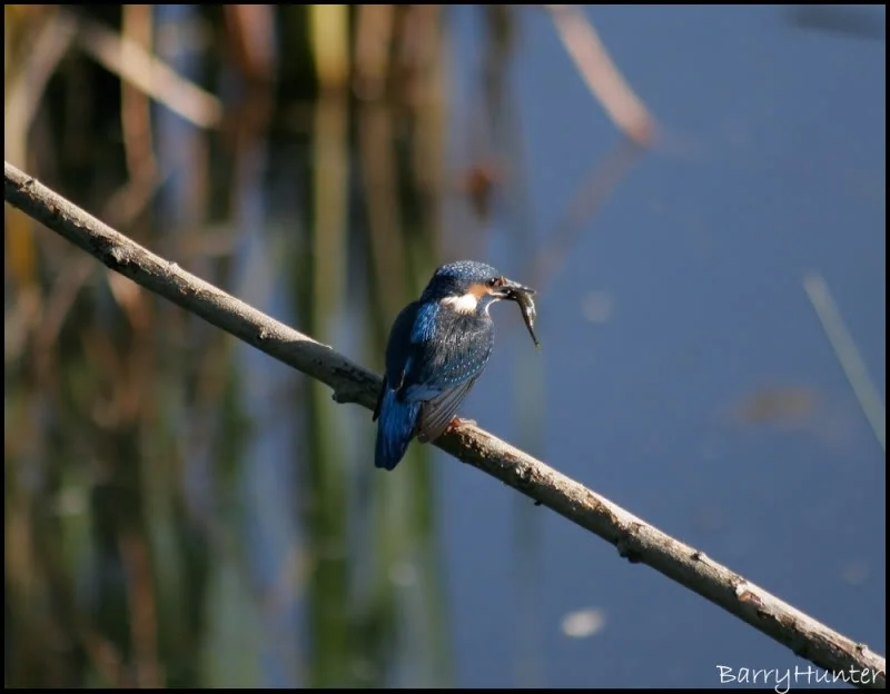 Kingfisher-with-fish.webp