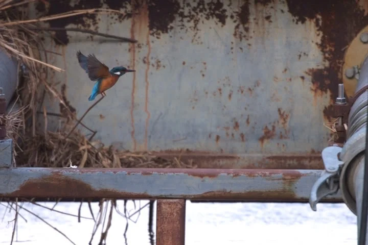 kingfisher2.webp