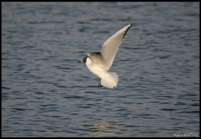 Landingonwater.webp