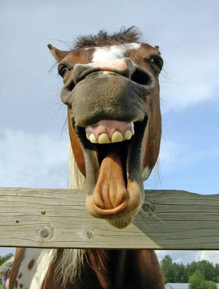 laughing_horse.webp