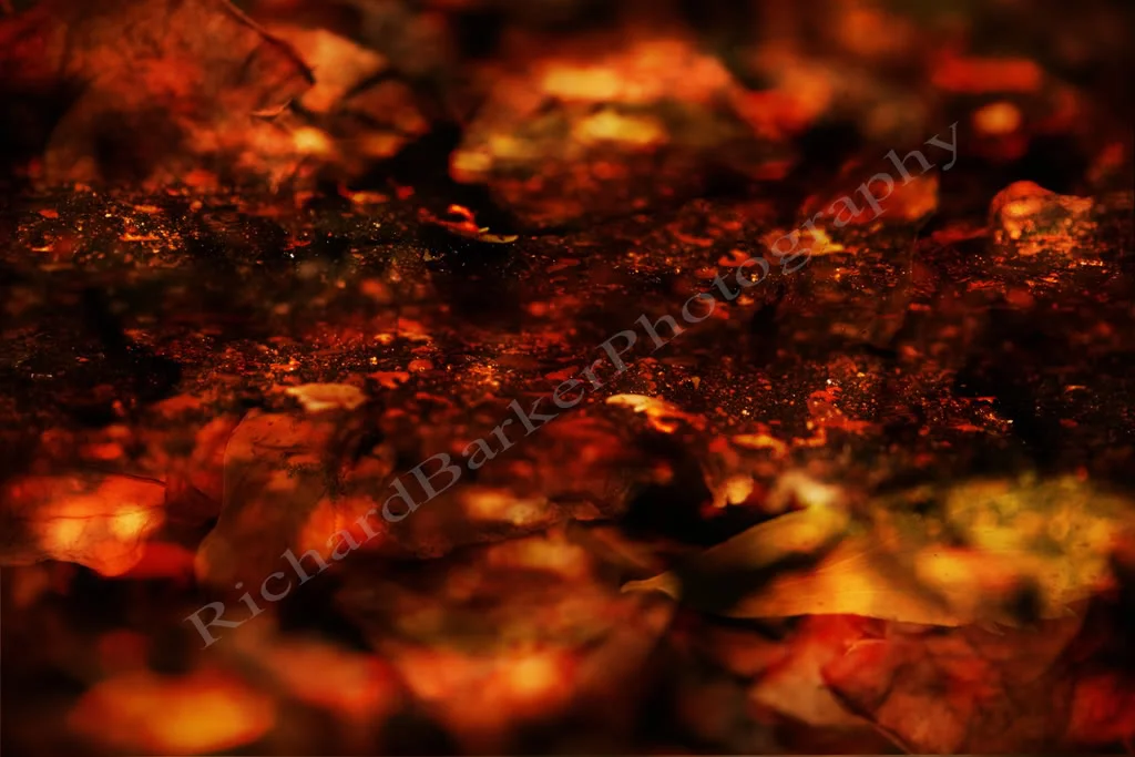 leavesanddrivewaytexturepicfornet.webp
