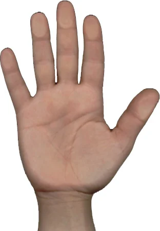 lee_hand.webp