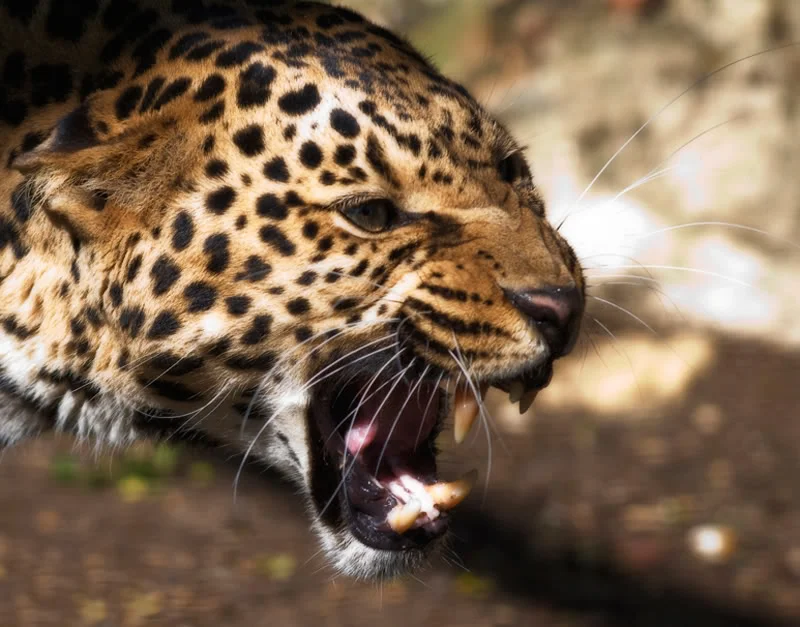 Leopard.webp