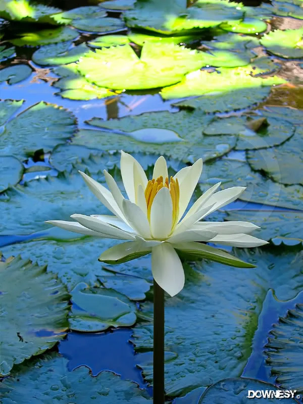 lily-best.webp