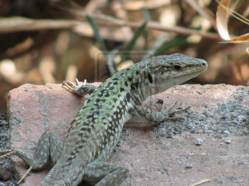 Lizard_2_by_iansalter91.webp