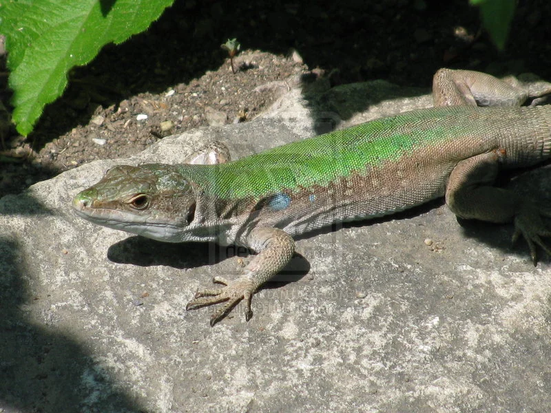 Lizard_by_iansalter91.webp